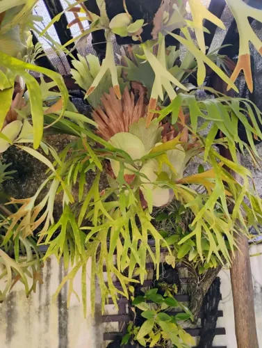 Planta CHIFRE DE VEADO