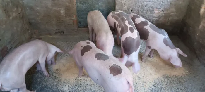 Leitões p.o na pelagem Dalma 