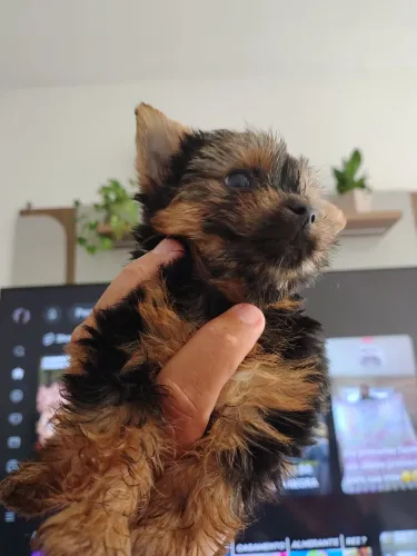 Cachorro 