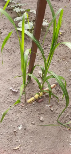 Mudas de Cana de Açúcar 