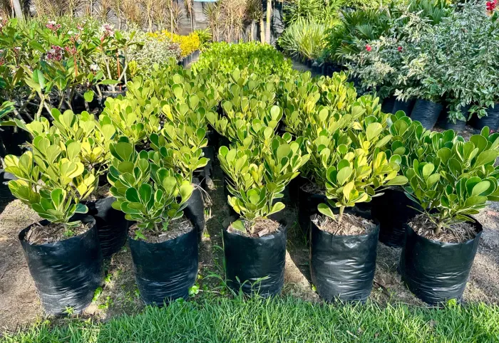 Clusia Variegata - Mudas de plantas ornamentais