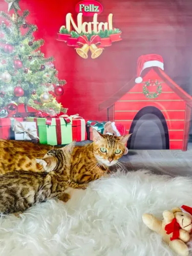  Gatinhos Bengal DISPONÍVEL 