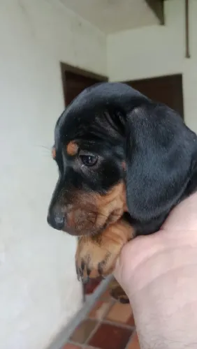 Filhotes de dochshund o Cofap o verdadeiro linguicinha 