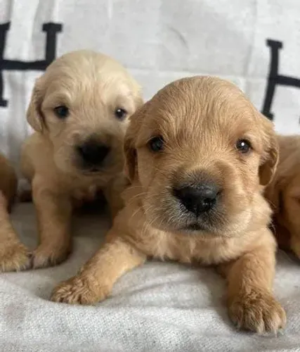 Golden fêmeas e machos a venda