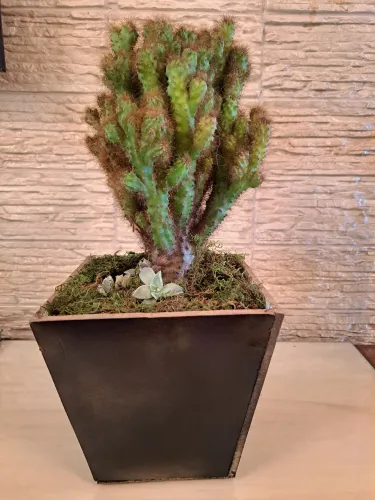 Cacto Ornamental em Vaso Decorativo