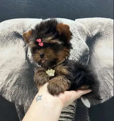 Filhote Yorkshire Terrier, Diga olá ao seu novo amigo fiel e companheiro!