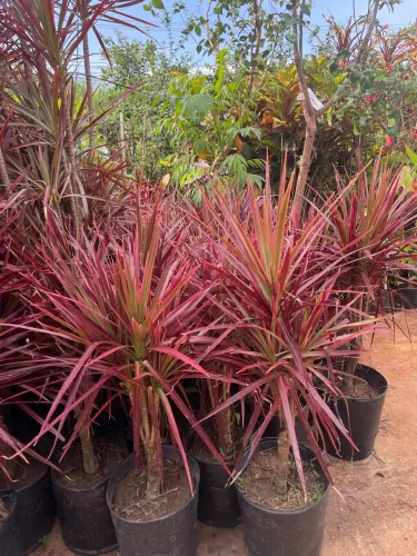 Muda de Dracena Tricolor 