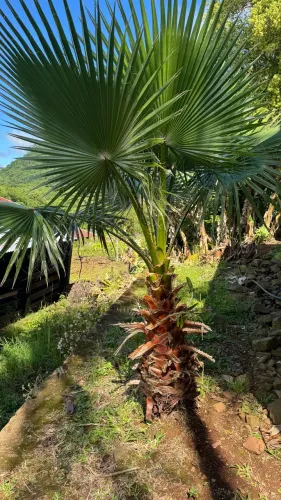 palmeira-washingtonia/ palmeira de saia