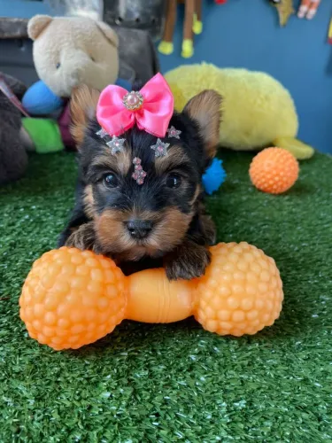 Yorkterrier uma princesinha fêmea a pronta entrega 