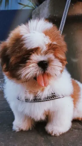 Shih Tzu Filhotes para crescer sua família