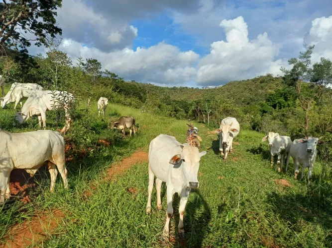 VENDO FAZENDA 20 ALQUEIRES GOIANO, VALOR 770 MIL, EM AFG