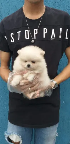 Spitz Alemão os mais fofos de são Paulo