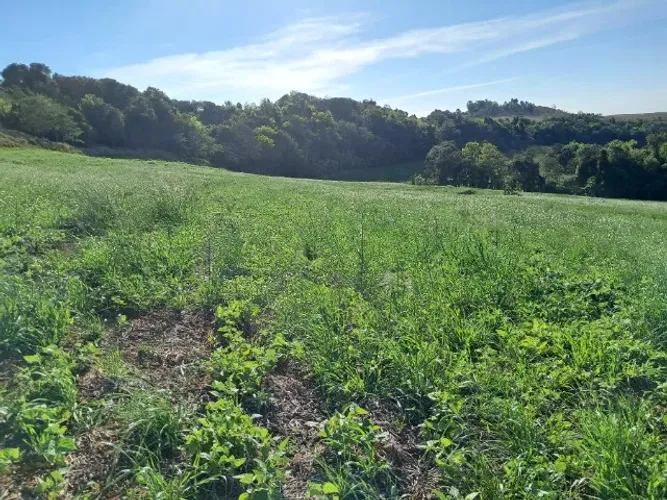 4,1 Alqueires praticamente todo lavoura perto da PR 180 Beltrão a 2 Vizinhos 