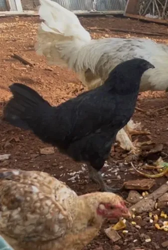 Galinha Ayam cemani