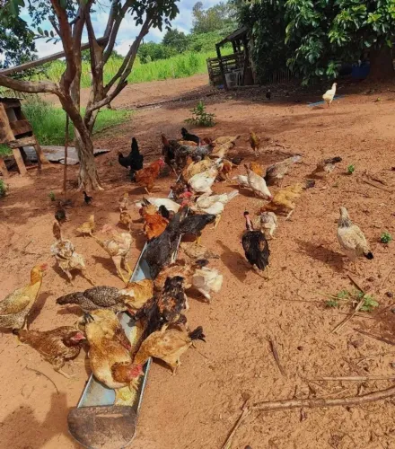 Doo 40 galinhas caipira 