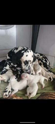 Vendo lindos filhotes de dálmatas 