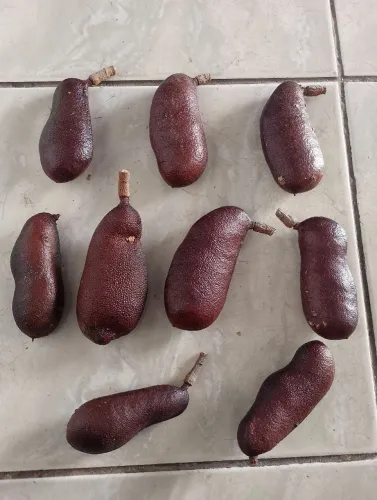 FRUTO JATOBÁ