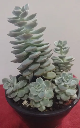 Planta: Kit Suculenta (3Potes)
