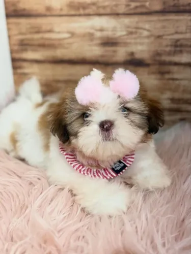 SHIHTZU ursinhos