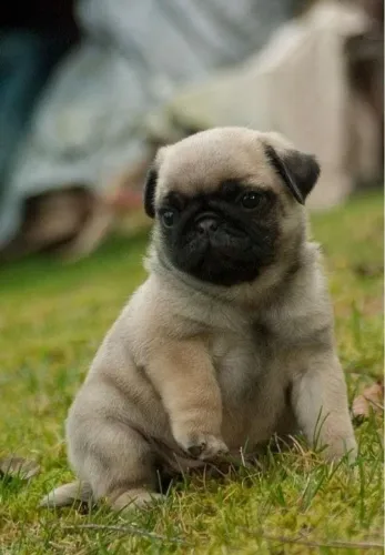 Filhotes pug ótima genética e saúde selecionada para o lar dócil