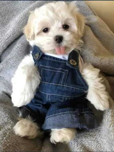 Filhote Maltês, Coração quentinho garantido com esse novo amigo peludo!