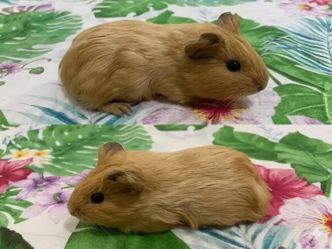 porquinha da índia