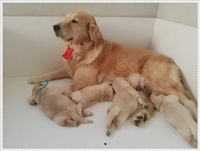 Filhote Golden Retriever com Pedigree.