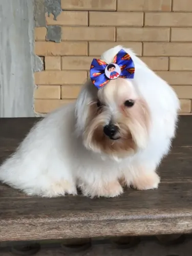 Vende_se cachorro Maltês