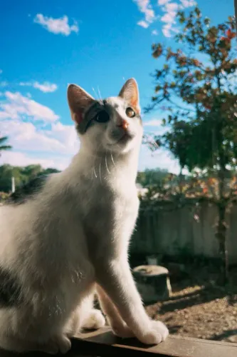 Doando Gato Macho
