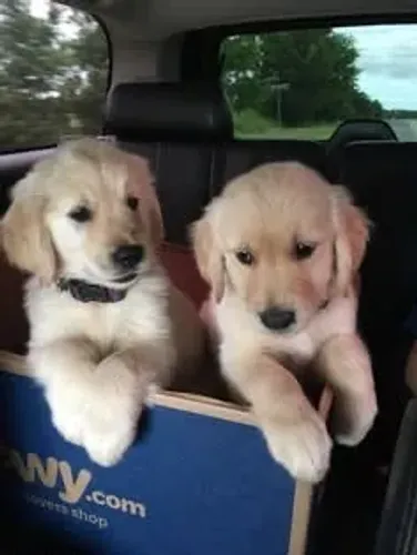 Golden retriever alto padrao