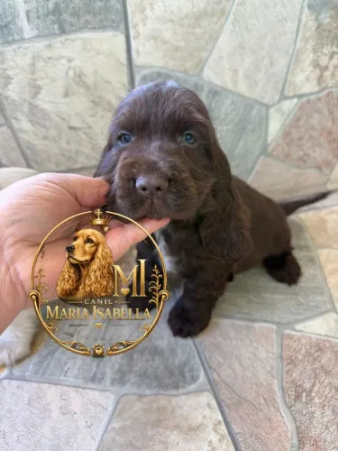 Filhotes de cocker spaniel machos