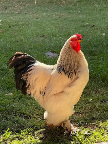 Ovos férteis/galados galinha  Brahma light alto padrão 
