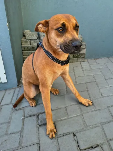 Doação cachorra fêmea