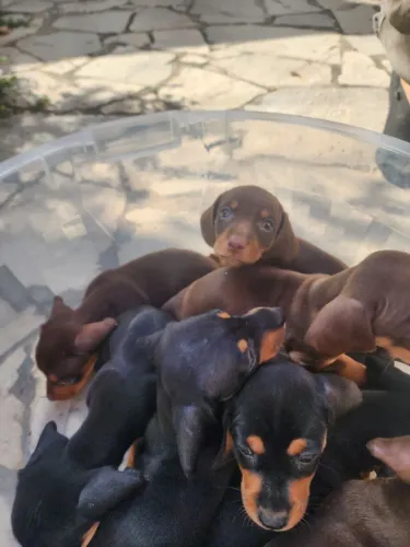Filhotes Dachshund Miniatura 2 meses - 3 machos e 5 fêmeas