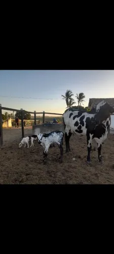Vendo uma novilha pintada