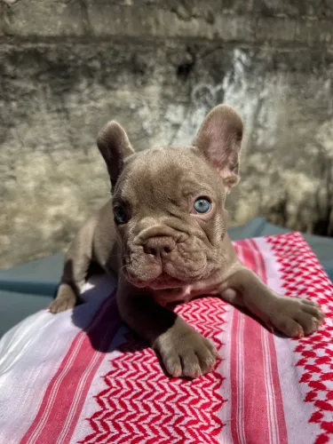 Bulldog Francês