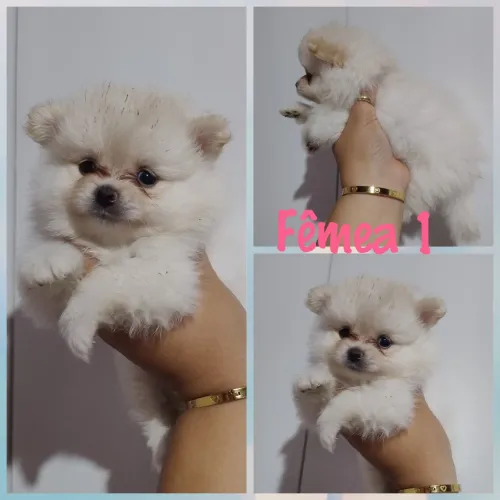 Spitz alemão Anão