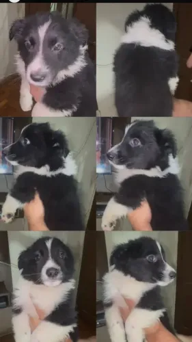 Border collie 