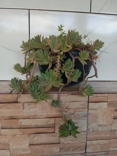 Suculenta