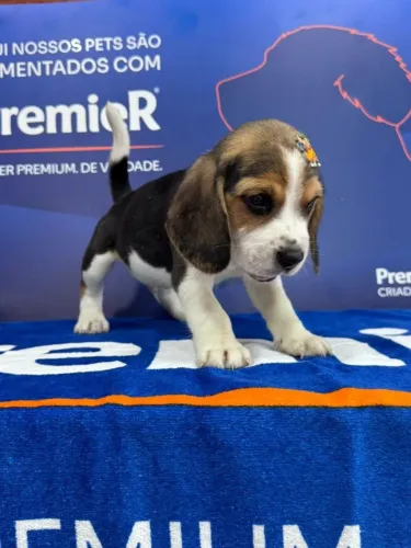 Beagle