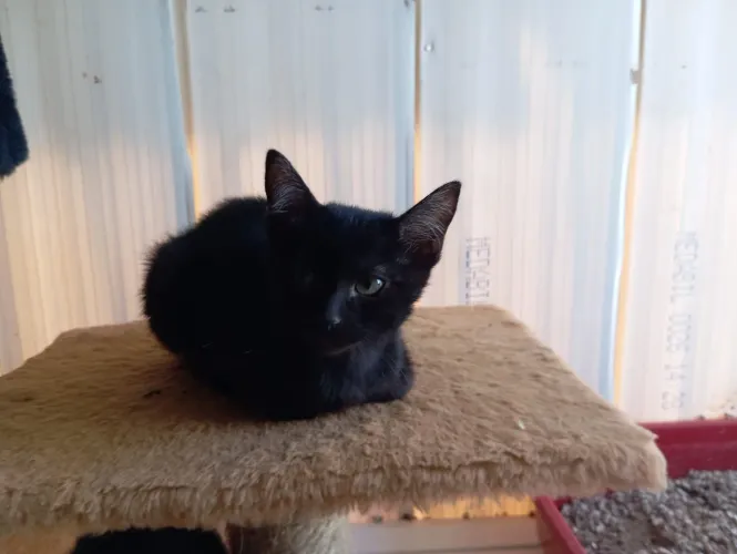 doação filhotes de gato