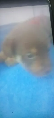 Bom dia vendo r$ 50 é da raça pinscher misturado já tá bem folgado 992 57 22 e 24