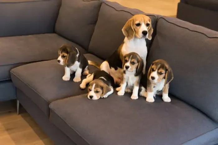 ? Ninhada de Beagle Disponível | Consulte Fotos e Informações