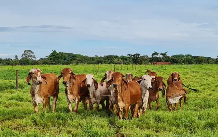 Vacas GIR / Girolando / Jersey / Touros / Bizerros