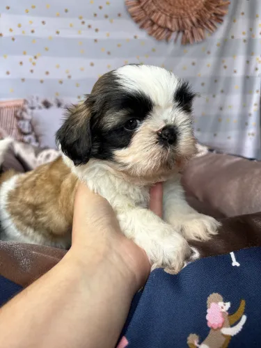 Filhote de shih tzu macho tricolor