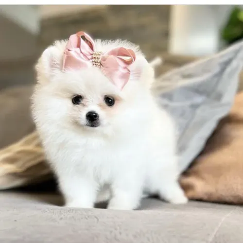 Lulu da Pomerania 