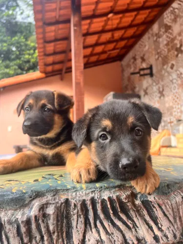 Pastor alemão para guarda casas, sítios pedigree