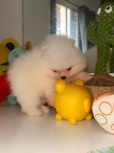 Spitz alemão / Lulu da Pomerania