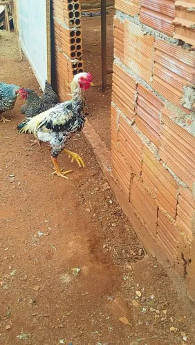 Vendo galo índio gigante ou troco por galinhas 