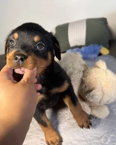 Rottweiler Tem um filhotinho que merece sua atenção